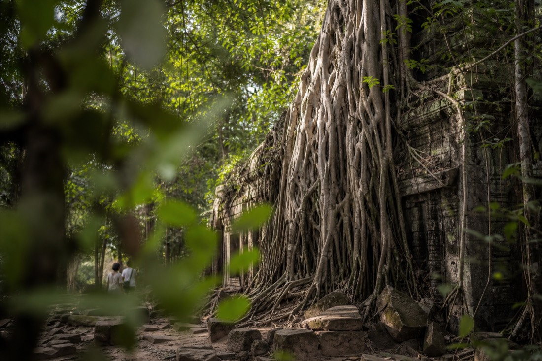 Tree roots overtaking a gallery at the Angkor temples