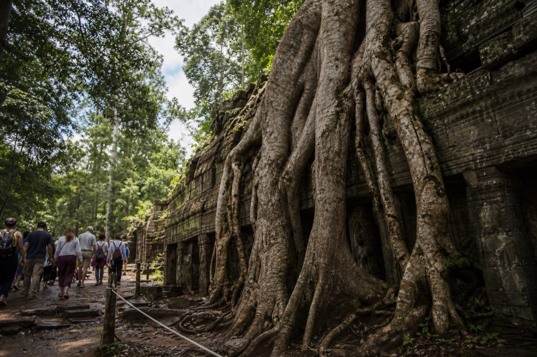 Tree roots overtaking a gallery at the Angkor temples