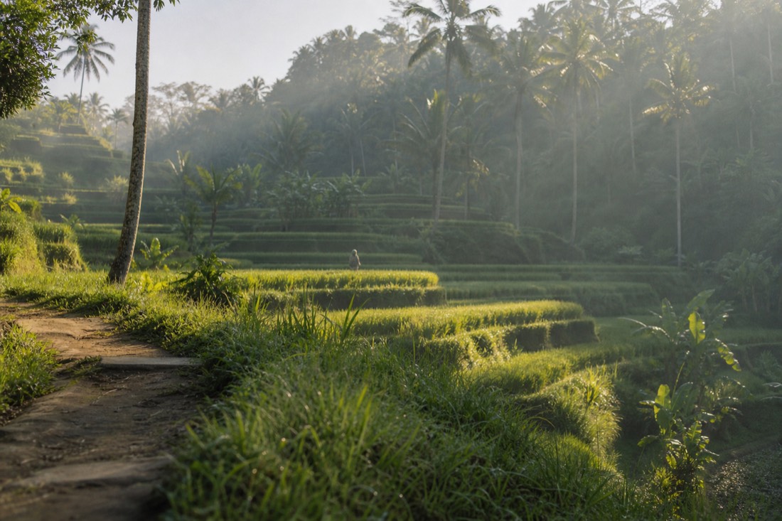 Rice terraces at Tegallalang near Ubud, Bali