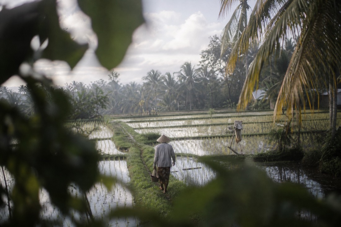 A path through the rice paddies near Ubud