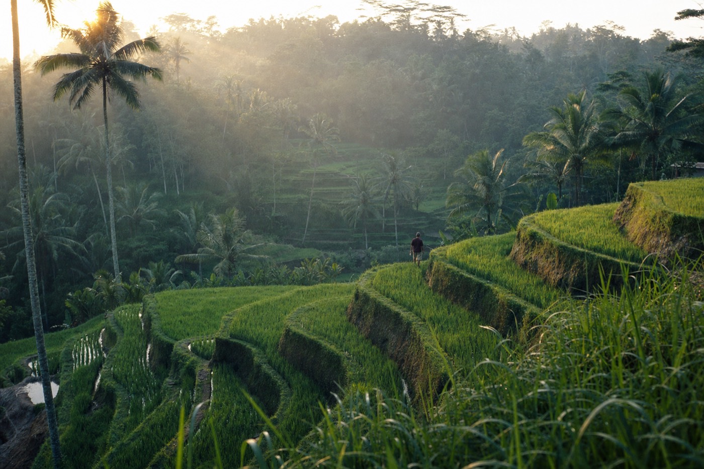 Rice terraces at Tegallalang near Ubud, Bali