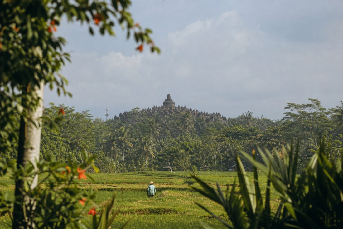 Borobudur temple rising over the Kedu Plain treeline